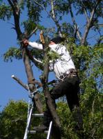 Caboolture Tree Removal North Lakes image 2